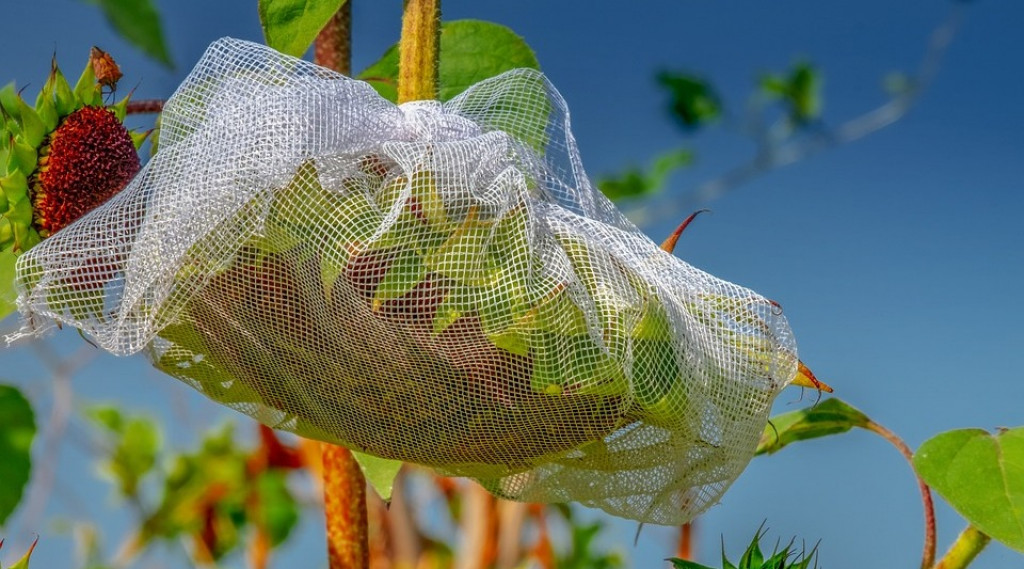 Afbeelding bij Helianthus / Zonnebloem (soort)