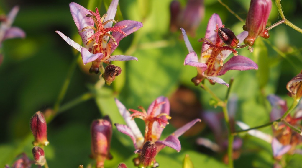 Afbeelding bij Tricyrtis / Paddenbloem