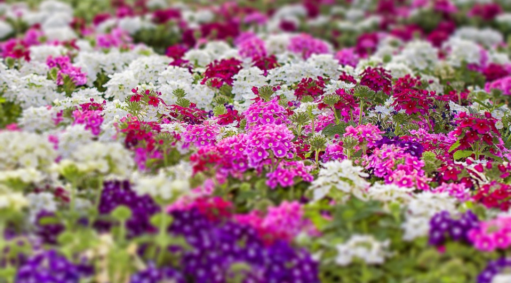 Afbeelding bij Hang verbena