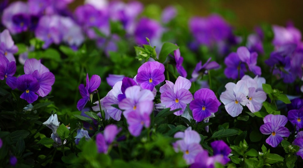 Afbeelding bij Viola / Viooltje