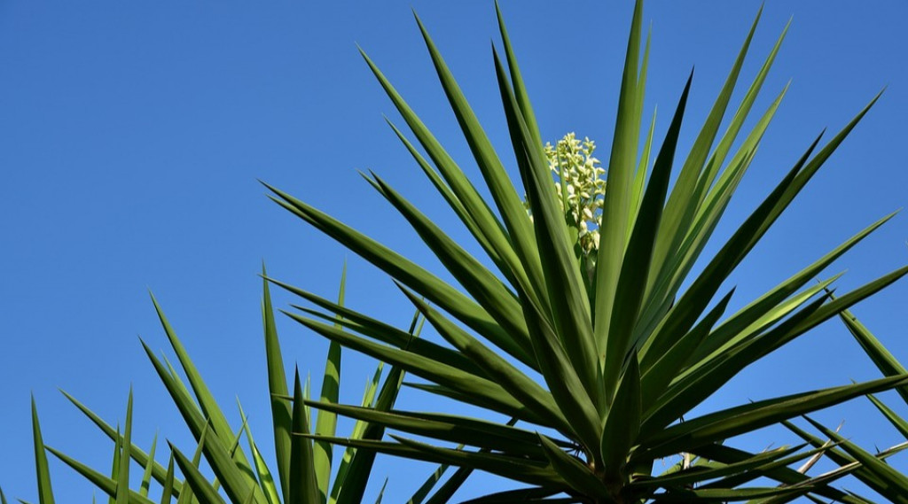 Afbeelding bij Yucca filamentosa / Palmlelie