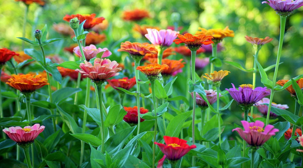 Afbeelding bij Zinnia (soort) | Teelt en verzorging van kleurrijke bloemen