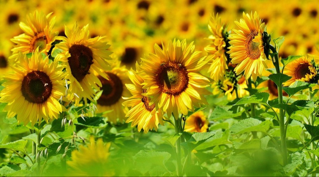 Afbeelding bij Helianthus / Zonnebloem (soort)