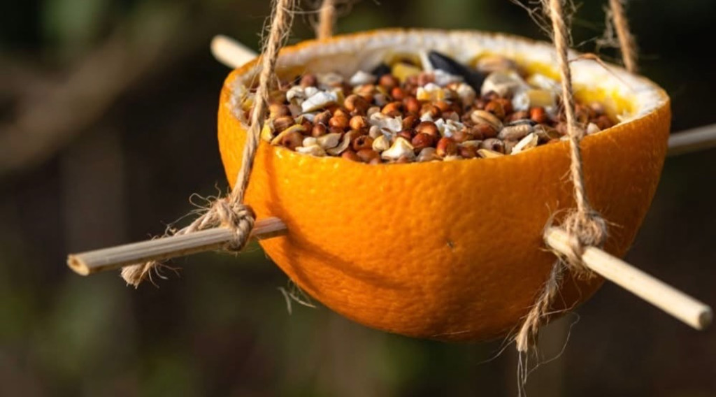 Afbeelding bij Maak je tuin vogelvriendelijk met een duurzame voederhanger van sinaasappel.