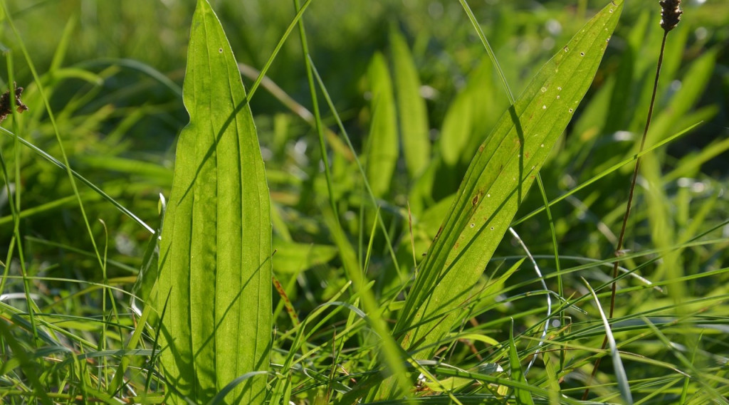 Afbeelding bij Weegbree zalf (recept)