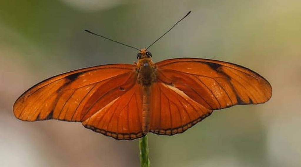 Afbeelding bij Fotograferen met je smartphone