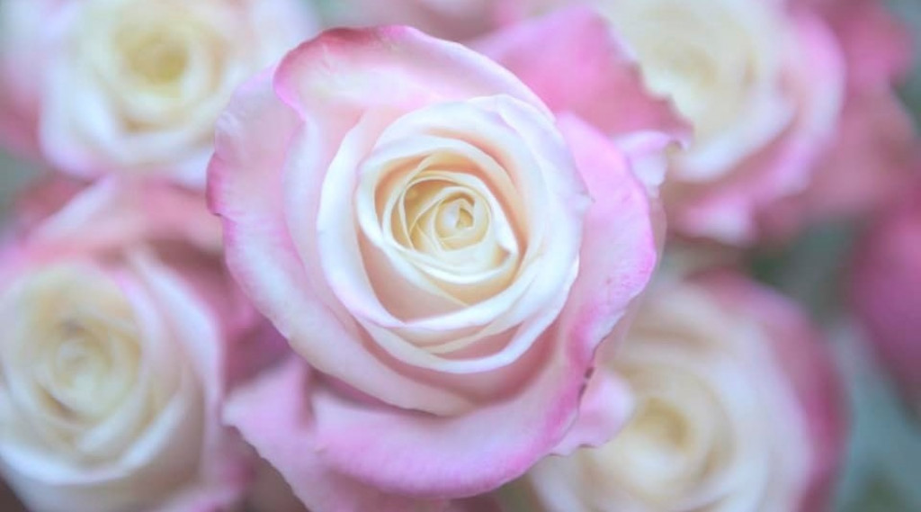 Afbeelding bij Fotograferen met je smartphone