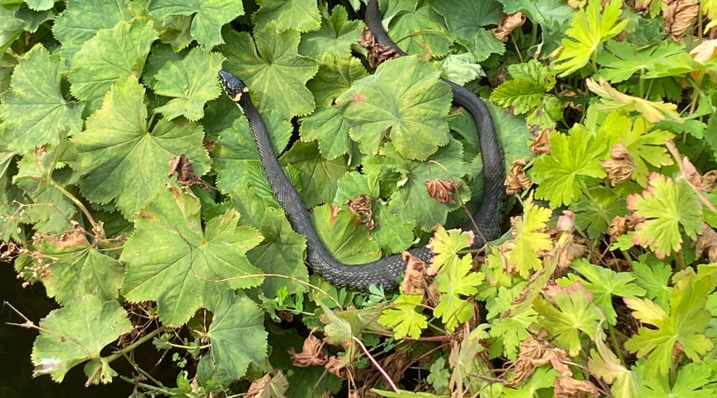 Afbeelding bij Ringslangen