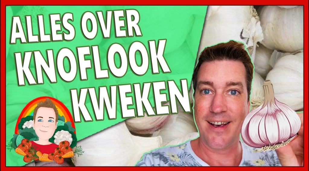 Afbeelding bij Alles over knoflook planten, 10 10 10 10