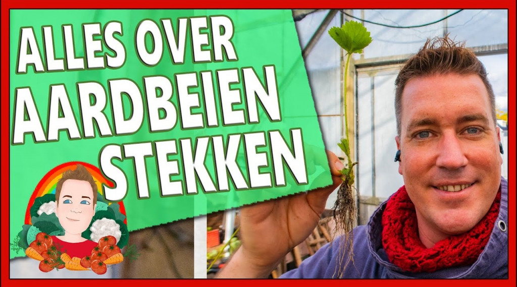 Afbeelding bij Aardbeien stekken