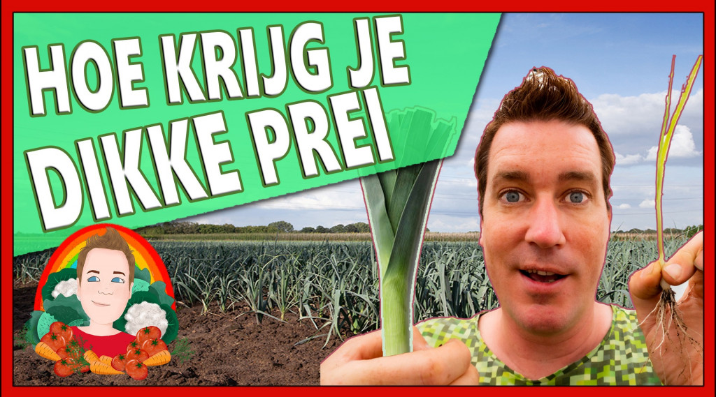 Afbeelding bij Hoe krijg je dikke prei