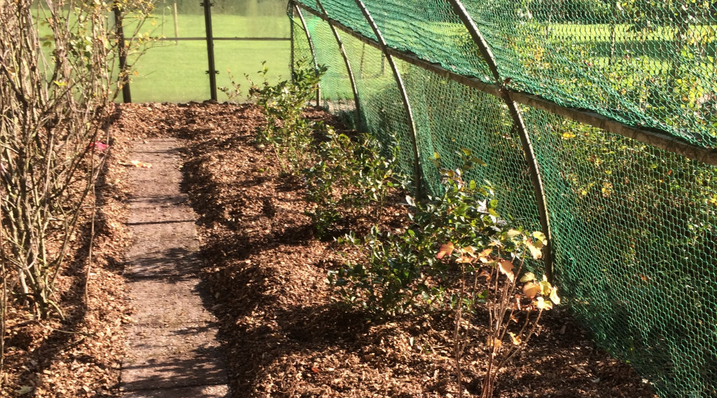 Afbeelding bij Onderhoud bessen struiken