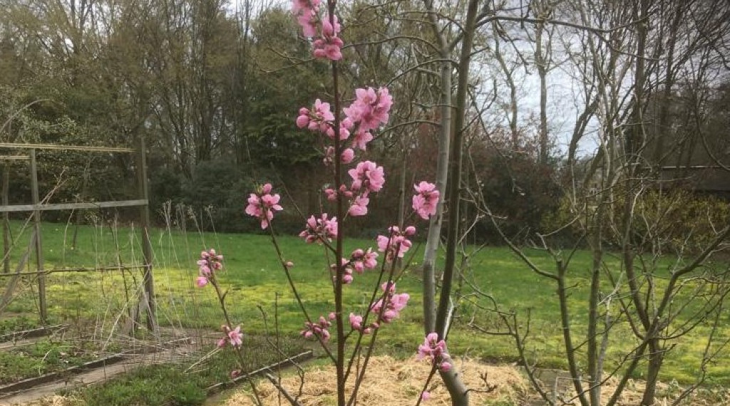 Afbeelding bij Moestuin in april