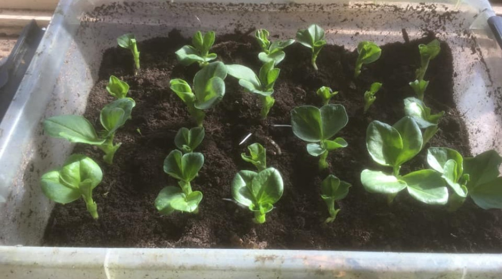 Afbeelding bij Tuinboon wel of niet voortrekken voor de winter