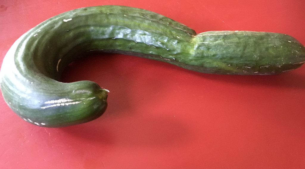 Afbeelding bij De komkommer