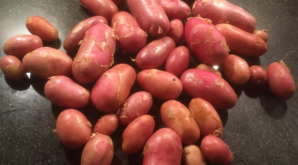 Afbeelding bij Wanneer poot ik de aardappel?