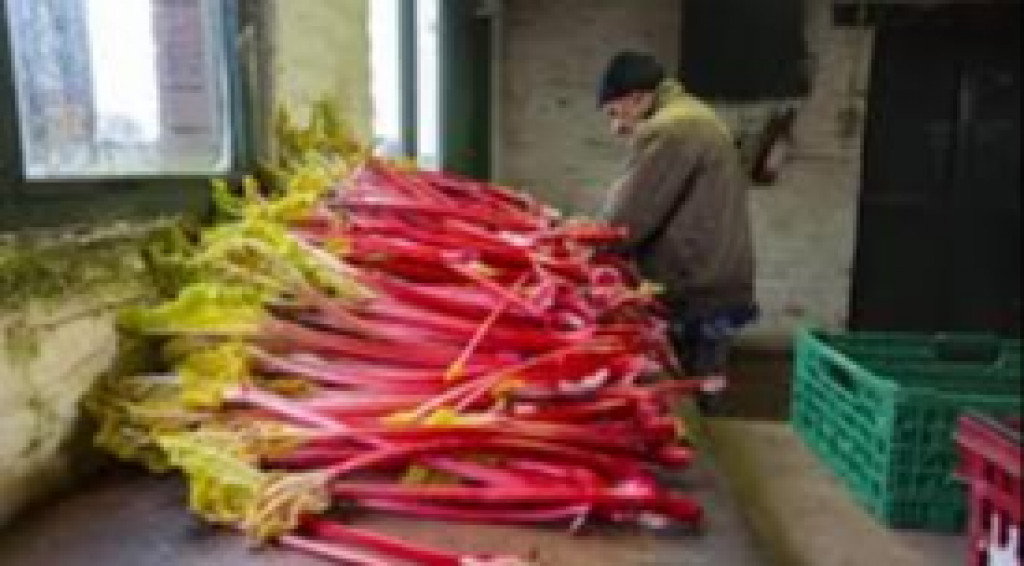 Afbeelding bij Yorkshire Rabarber driehoek
