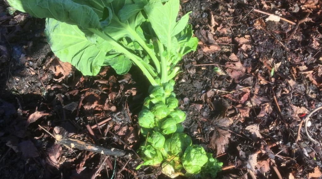 Afbeelding bij Nog meer winterkost.