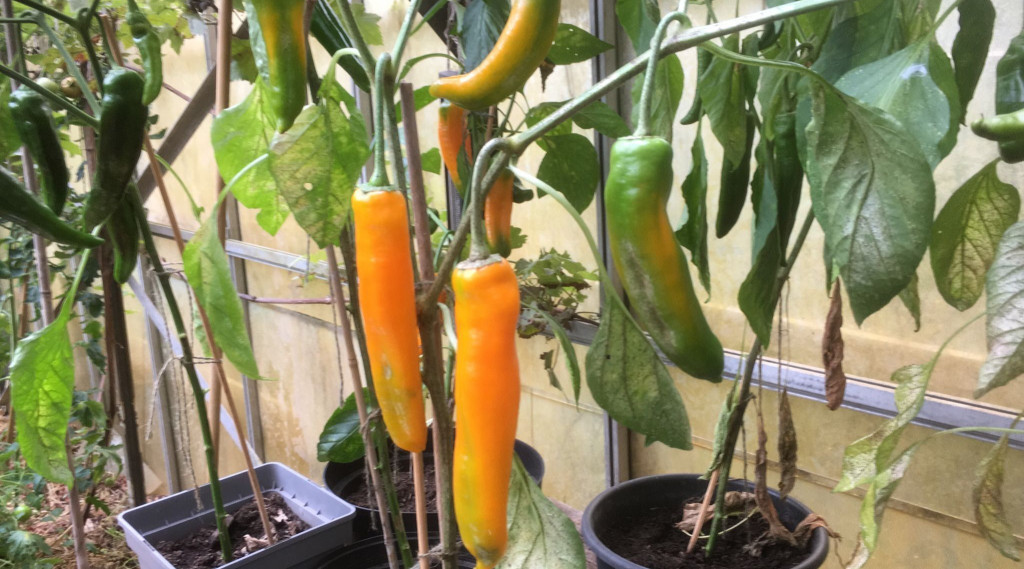 Afbeelding bij Paprika’s. deel 4 van mijn vierluik.