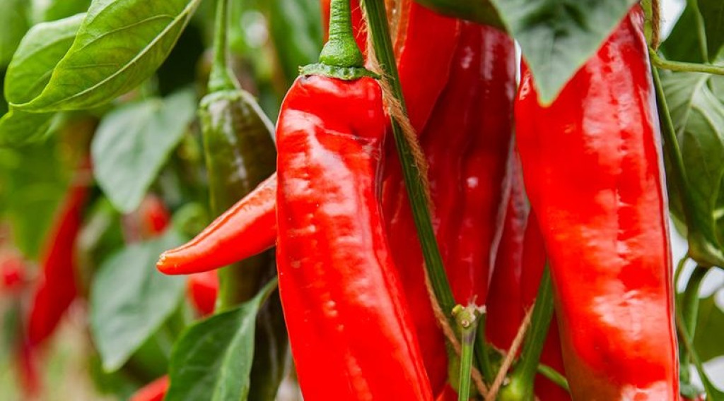 Afbeelding bij Eigen zaad-, pootgoed Ideologisch, uit principe, tegen GMO, F1 of ook een kostenplaatje