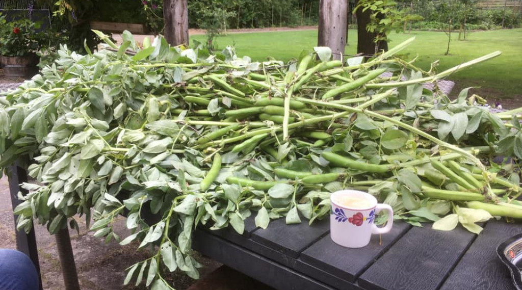 Afbeelding bij Tuinbonen zaaien
