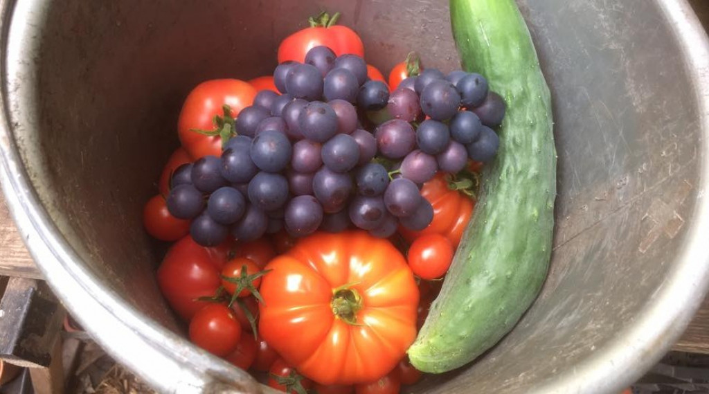 Afbeelding bij Een Moestuin beginnen, of ben je een beginnende moestuinder: Wat komt er allemaal bij kijken