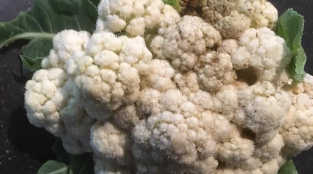 Afbeelding bij Moestuin in april