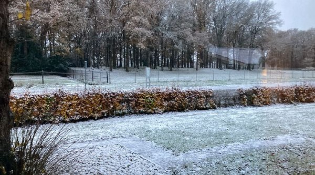 Afbeelding bij “Hele” stronk boerenkool in de trein.