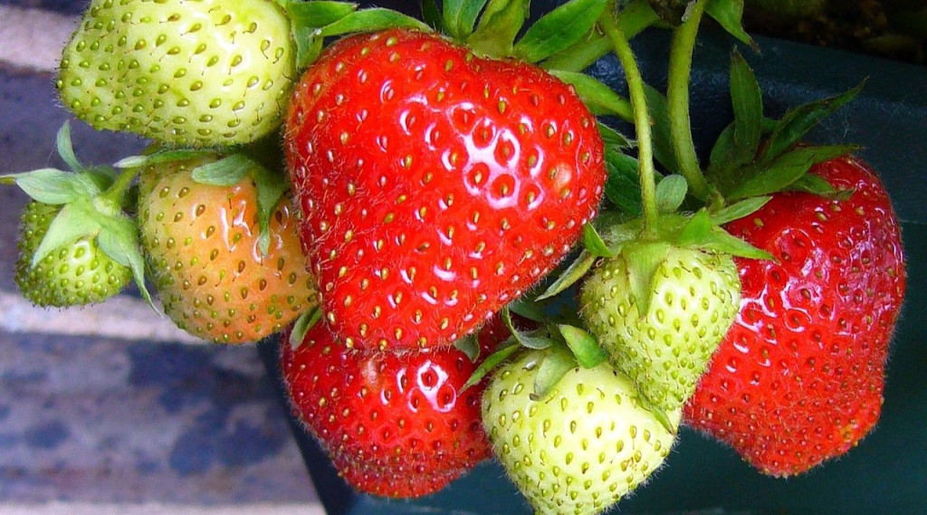 Afbeelding bij Van oude dakgoten naar een heerlijke aardbeienoase
