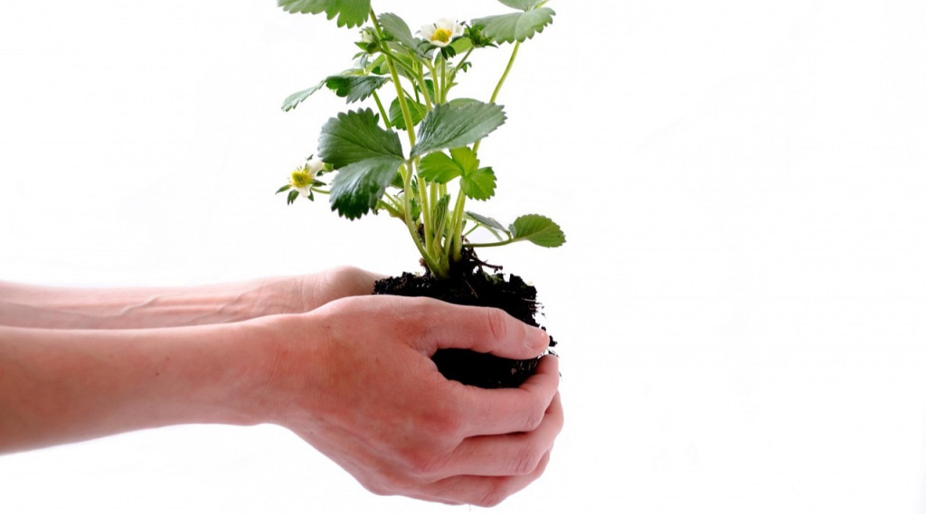 Afbeelding bij Van oude dakgoten naar een heerlijke aardbeienoase