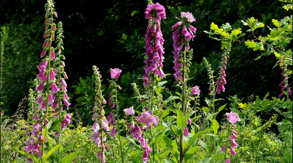 Afbeelding bij Pelorische topbloem Digitalis