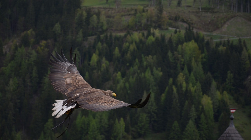 Afbeelding bij De enige vogel die een adelaar aanvalt, is de kraai.