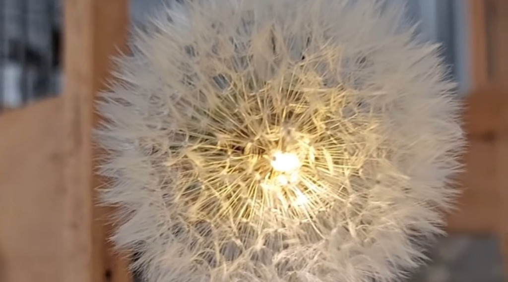 Afbeelding bij 🌼 Creatief met paardenbloem pluizen en lampjes! 🌼