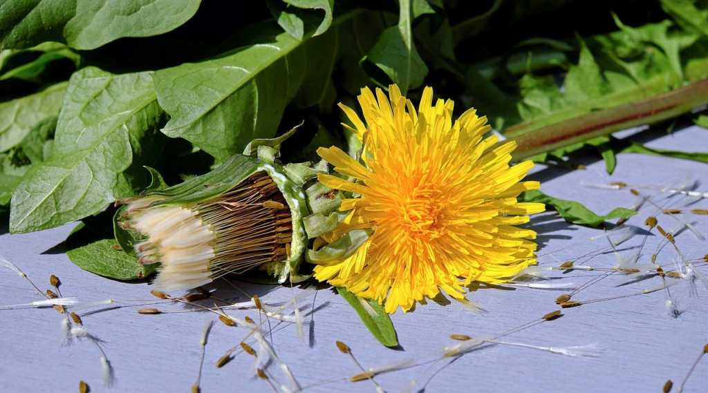 Afbeelding bij Ontdek de gezondheidsvoordelen van paardebloemwortels: culinaire ontdekkingen en praktisch gebruik