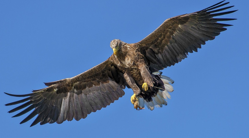 Afbeelding bij De enige vogel die een adelaar aanvalt, is de kraai.