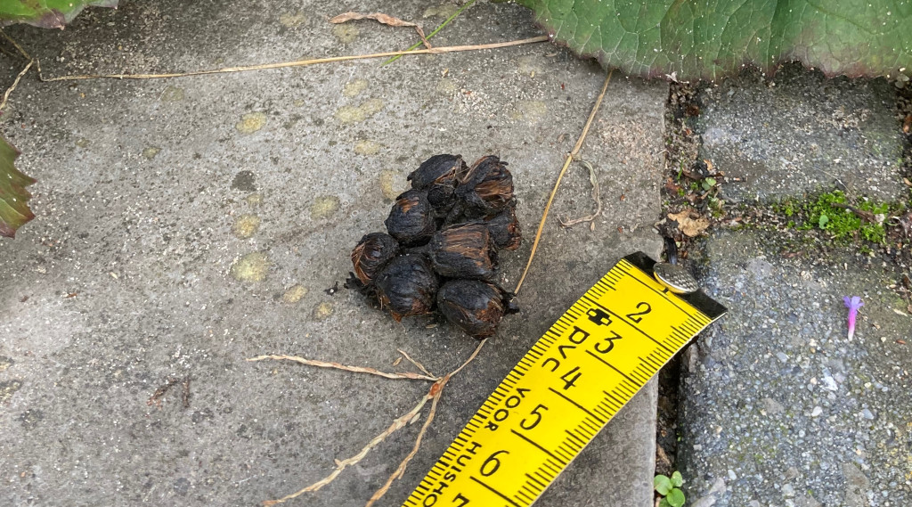 Afbeelding bij Uitwerpselen in de tuin gevonden maar van welk dier?