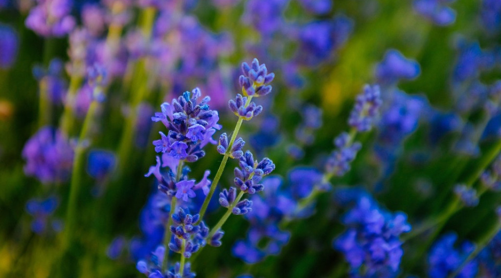 Afbeelding bij Welke lavendel wordt het hoogst? | 5 hoge soorten lavendelplanten