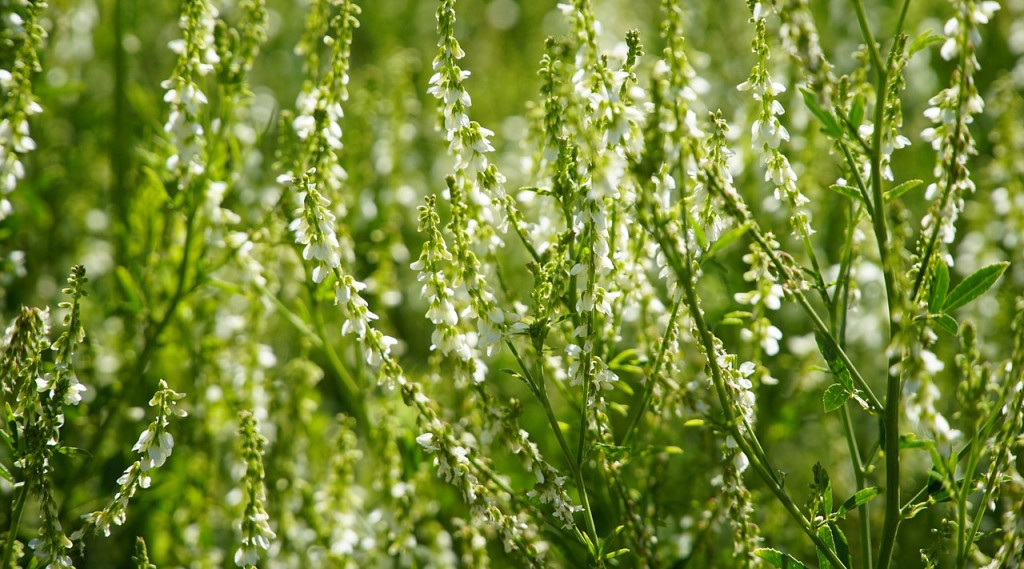Afbeelding bij Witte honingklaver (Melilotus albus)