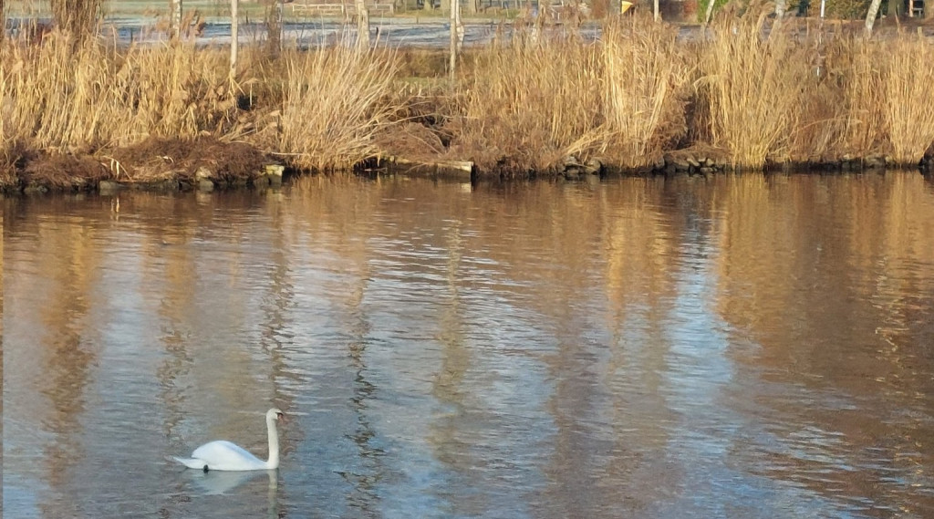 Afbeelding bij Ontheffing verleend afschieten knobbelzwanen in Overijssel.