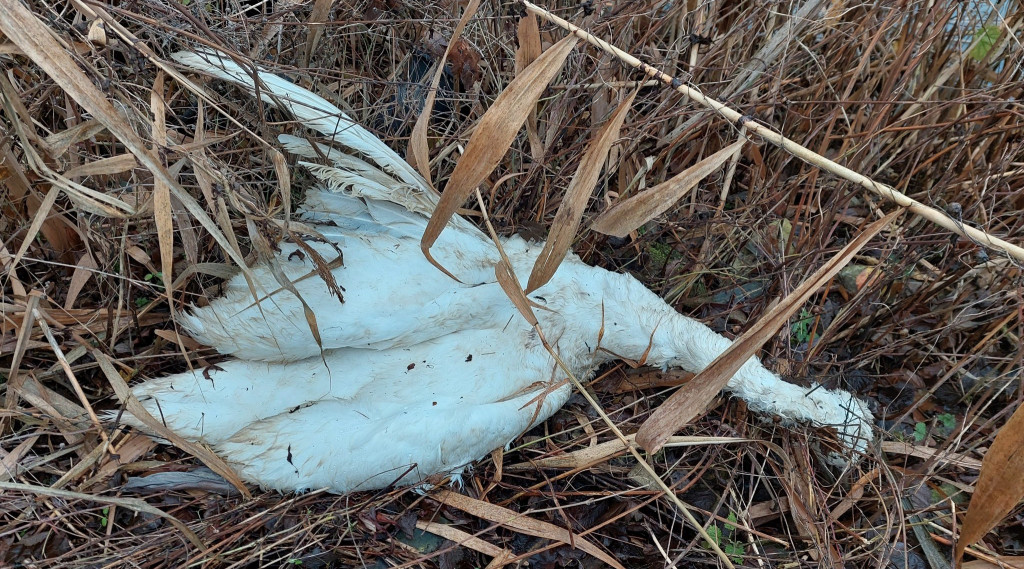 Afbeelding bij Ontheffing verleend afschieten knobbelzwanen in Overijssel.