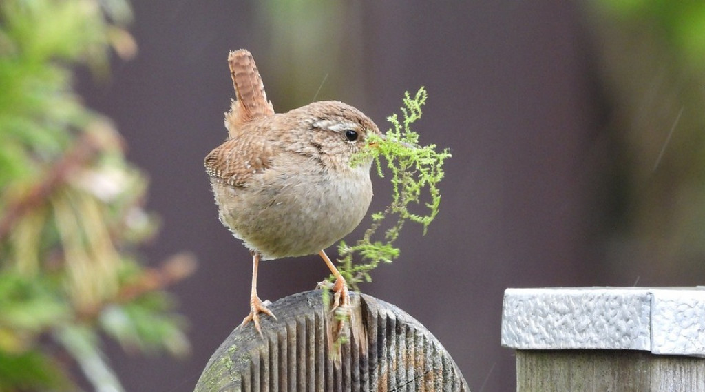 Afbeelding bij OPROEP: Respecteer de kraamkamer van moeder natuur