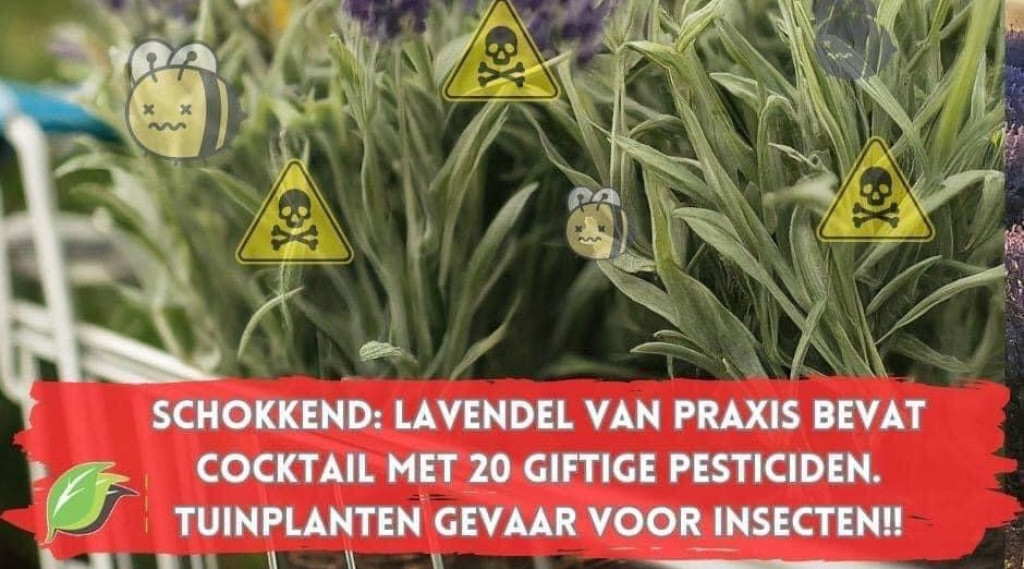 Afbeelding bij Onderzoek 2024: tuinplanten nog steeds besmet met dodelijke pesticiden