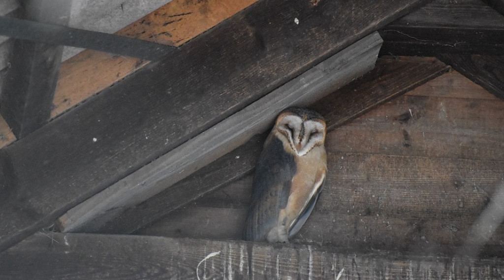 Afbeelding bij Kerkuilen verhongeren - Laat een ingang voor de kerkuil vrij in je schuur.