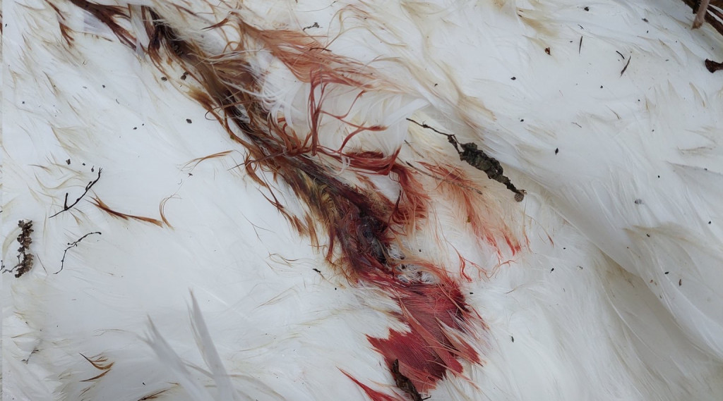 Afbeelding bij Ontheffing verleend afschieten knobbelzwanen in Overijssel.