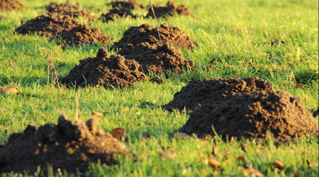 Afbeelding bij Mol in de tuin