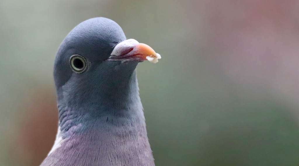 Afbeelding bij Vogels zien veel meer kleuren dan mensen