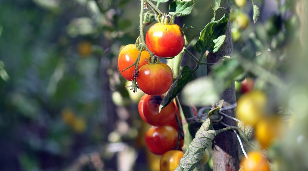 Afbeelding bij Tomatenplanten en Phytophthora schimmels