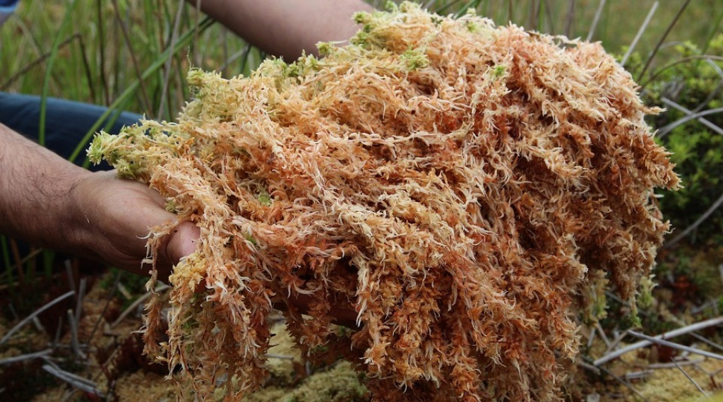 Afbeelding bij Potgrond bestaat grotendeels uit veen en dat zorgt voor problemen.