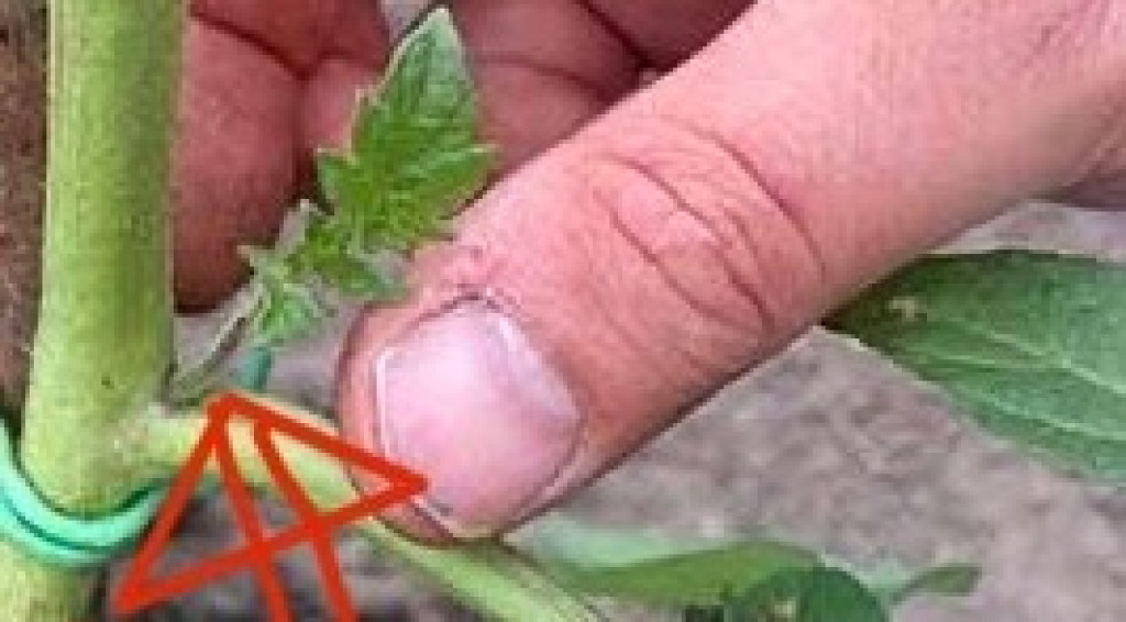 Afbeelding bij Uitleg: hoe en waarom Tomaten dieven