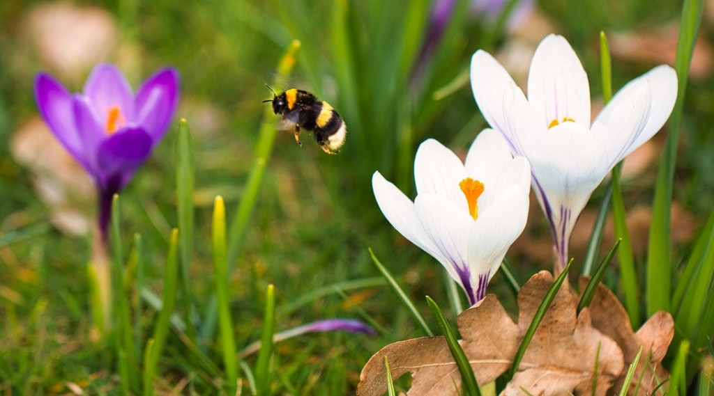 Afbeelding bij Help de Hommelkoningin aan een Hommelnest in eigen tuin (Zo doe je dat)